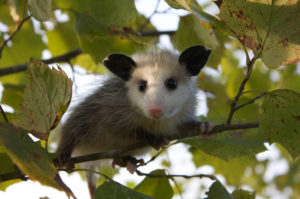Opossums in the fight against ticks.