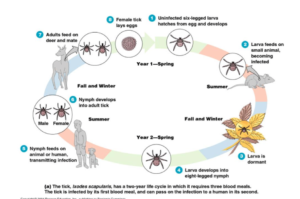 Tick Life-Cycle